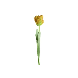 Af Tulip Parrot L69cm Yellow