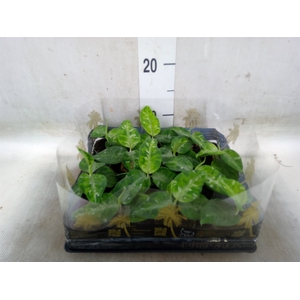 Aglaonema   ...