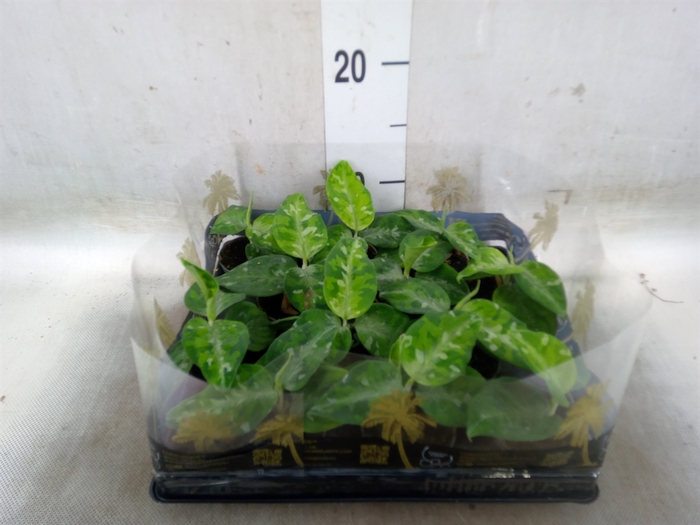 <h4>Aglaonema   ...</h4>