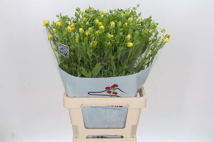 <h4>Ranunculus Butterfly Phytalos</h4>