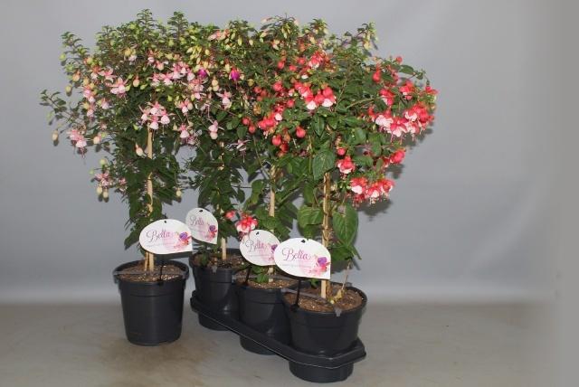 <h4>FUCHSIA OV</h4>