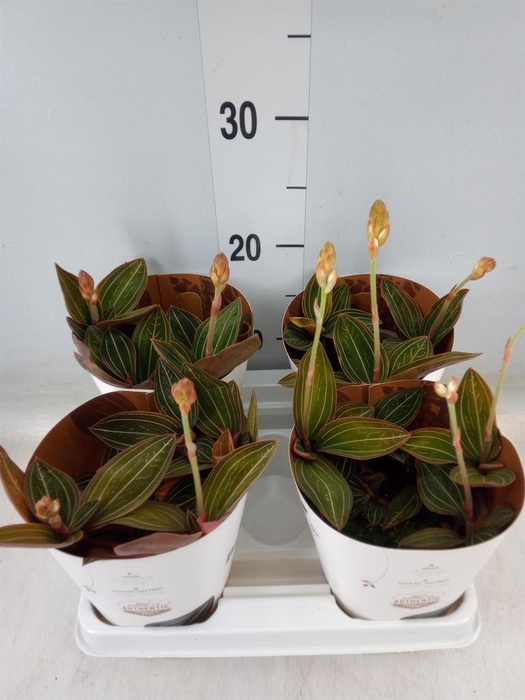 <h4>Ludisia discolor</h4>