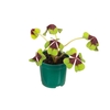 TREVO QUATRO FOLHAS P09