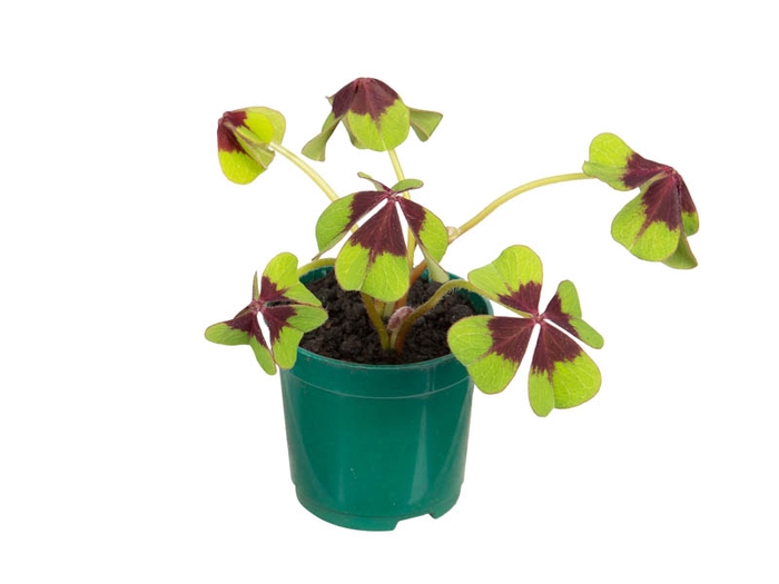 TREVO QUATRO FOLHAS P09