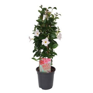 Sundaville (Dipladenia) wit P19