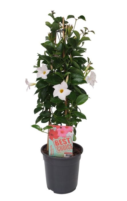 <h4>Sundaville (Dipladenia) wit P19</h4>