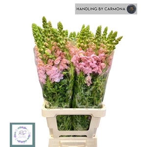 ANTIR POTO EARL PINK