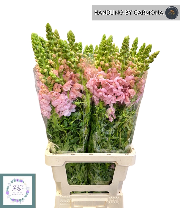 <h4>ANTIR POTO EARL PINK</h4>