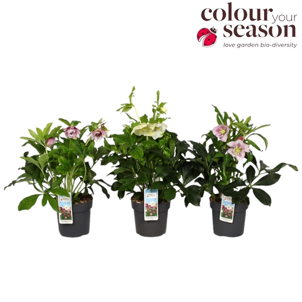 <h4>Helleborus orientalis mix P15</h4>