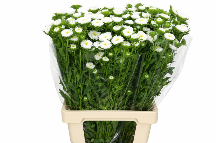 <h4>Callistephus Matsumoto White</h4>