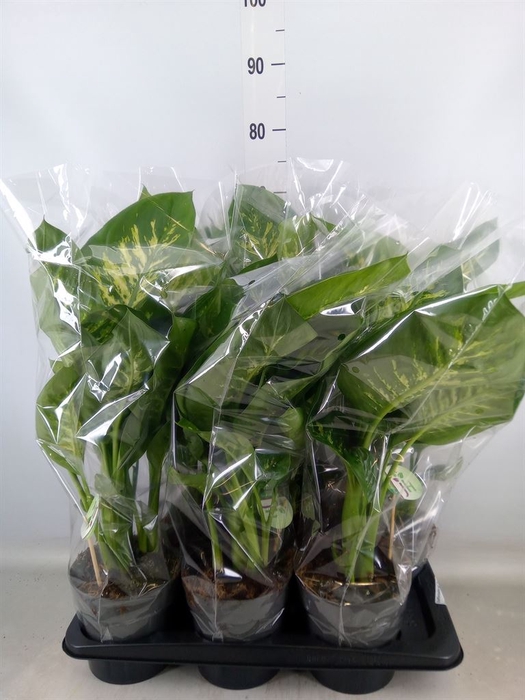<h4>Dieffenbachia seg. 'Reeva'</h4>