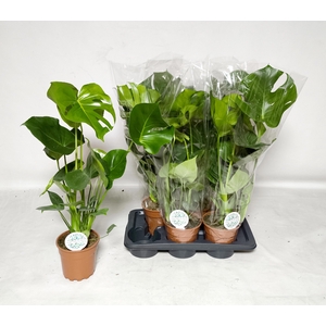 MONSTERA DELICIOSA