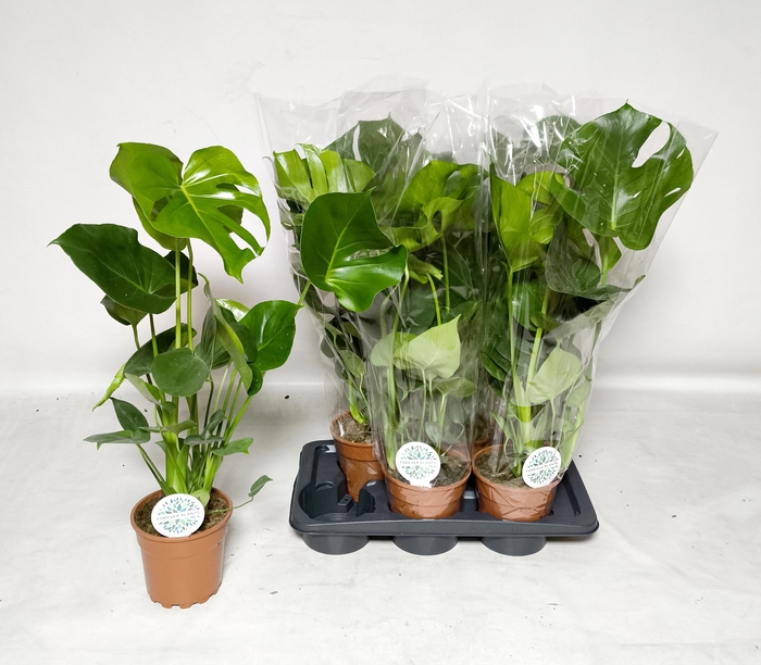 <h4>MONSTERA DELICIOSA</h4>