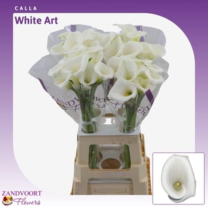 Calla White Art
