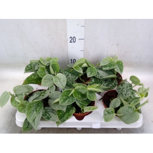 Scindapsus pictus 'Silvery Ann'