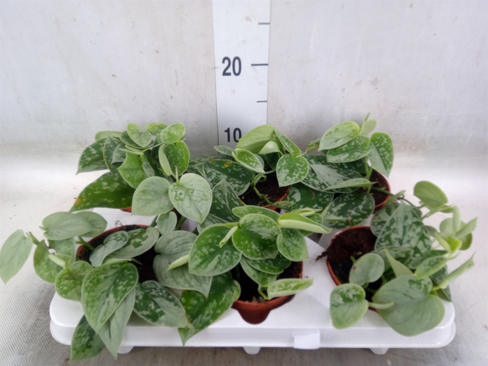 <h4>Scindapsus pictus 'Silvery Ann'</h4>