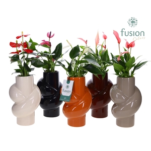 Keramiek pot met Anthurium