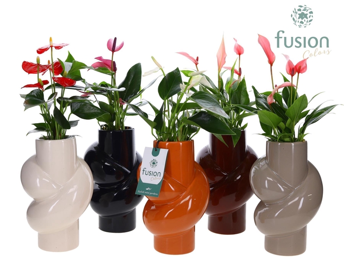<h4>Keramiek pot met Anthurium</h4>