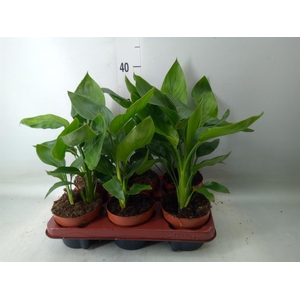 Strelitzia reg.   ...no flowers