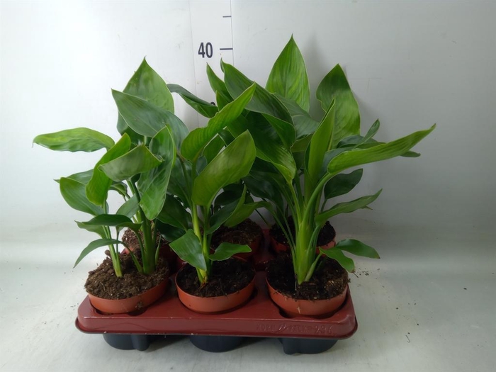 <h4>Strelitzia reg.   ...no flowers</h4>