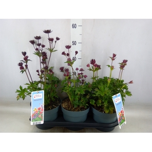 Astrantia major
