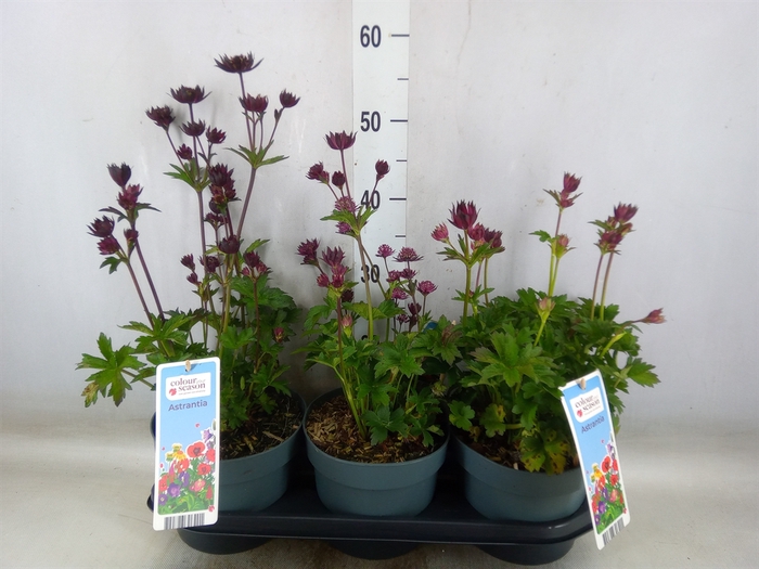 <h4>Astrantia major</h4>