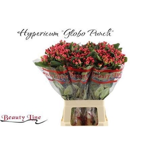 Hyp Globo Punch 70cm