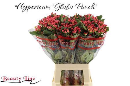 <h4>Hyp Globo Punch</h4>