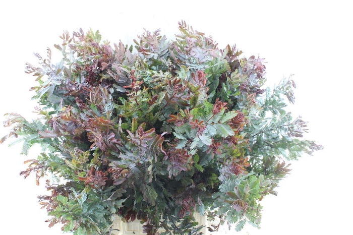 <h4>Acacia Gr Baileyana Red Natur</h4>