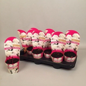 Paeonia 11CM Wit Longlife