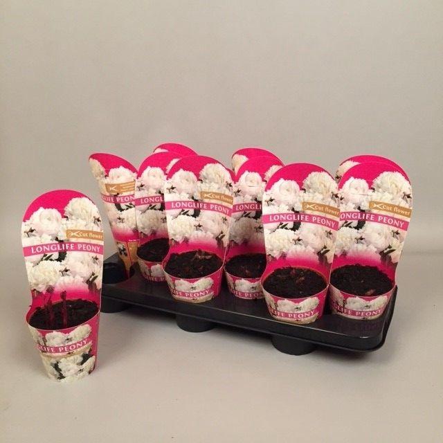 <h4>Paeonia 11CM Wit Longlife</h4>