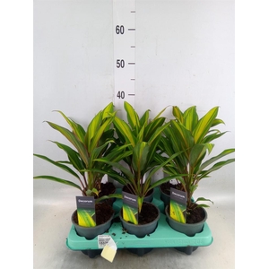 Cordyline fruti. 'Kiwi'