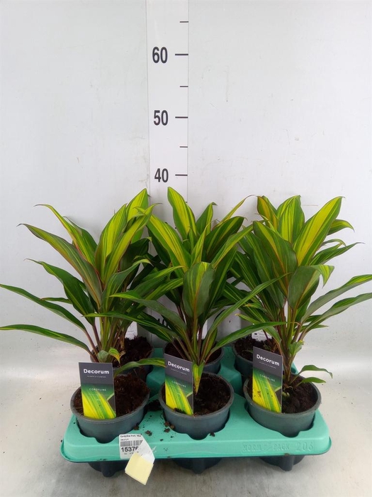 <h4>Cordyline fruti. 'Kiwi'</h4>