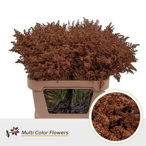 Solidago colored BROWN