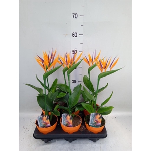 Arr.  Strelitzia L%