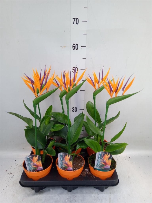 <h4>Arr.  Strelitzia L%</h4>