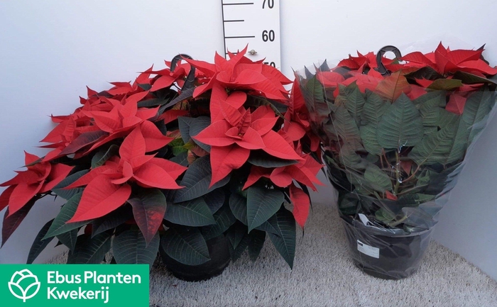 <h4>EUPHOR P VIKING</h4>