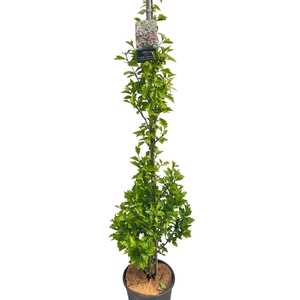Hibiscus 'Flower Tower Purple' Stam 200cm