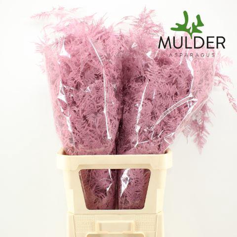 <h4>Asparagus Colored PINK</h4>