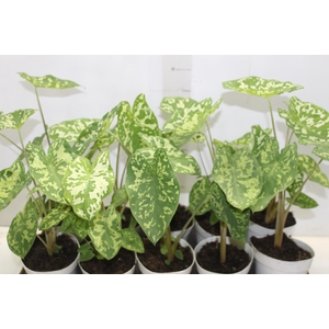 CALADIUM HILO BEAUTY P12