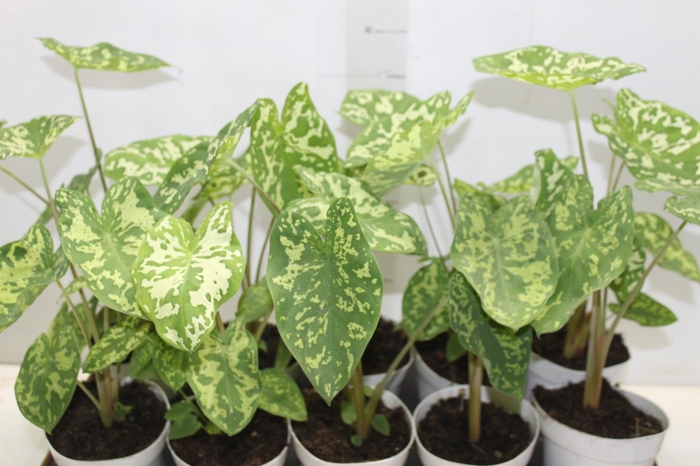 <h4>CALADIUM HILO BEAUTY P12</h4>