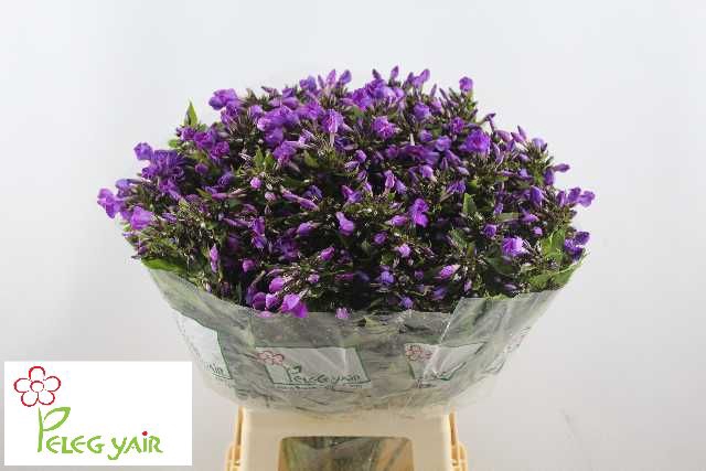 <h4>PHLOX P VAN GOGH</h4>