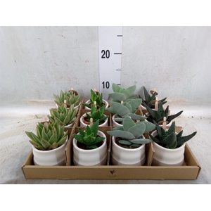 Succulents   ...mix 3