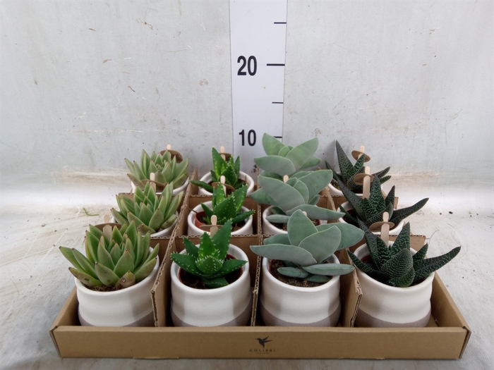 <h4>Succulents   ...mix 3</h4>