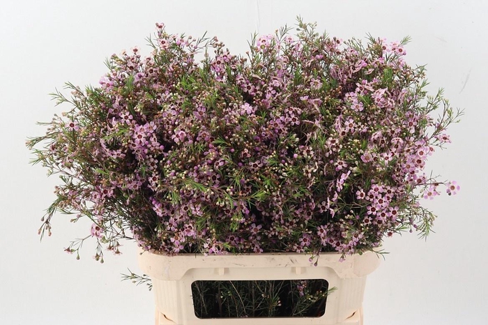 <h4>CHAME NIEKS PRIDE</h4>