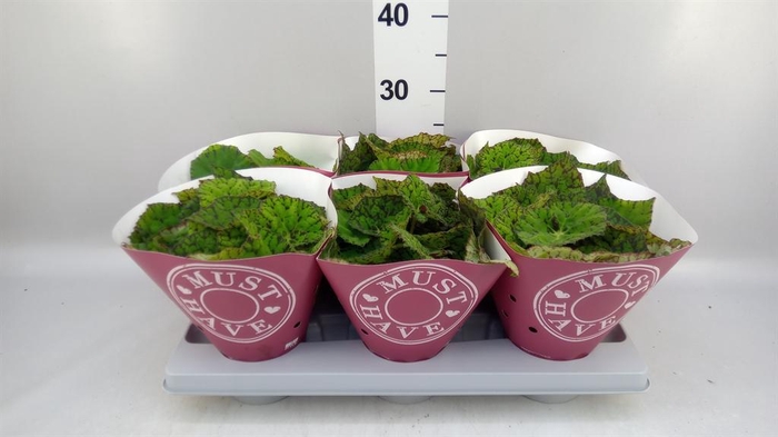<h4>Begonia BD rex 'Lime Fever'</h4>