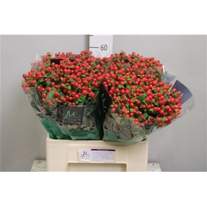 Hyp Tomato Flair