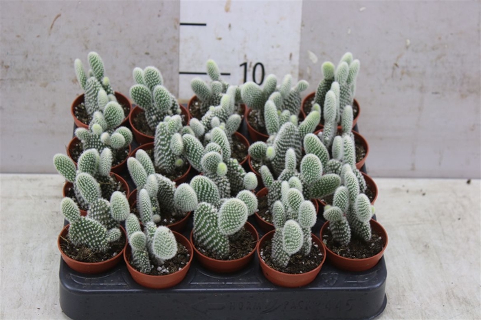 <h4>Opuntia Grey</h4>