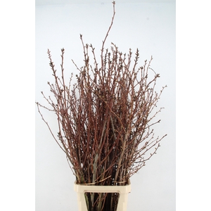 PRUNUS SERRULATA KANZAN PER STEM 150CM
