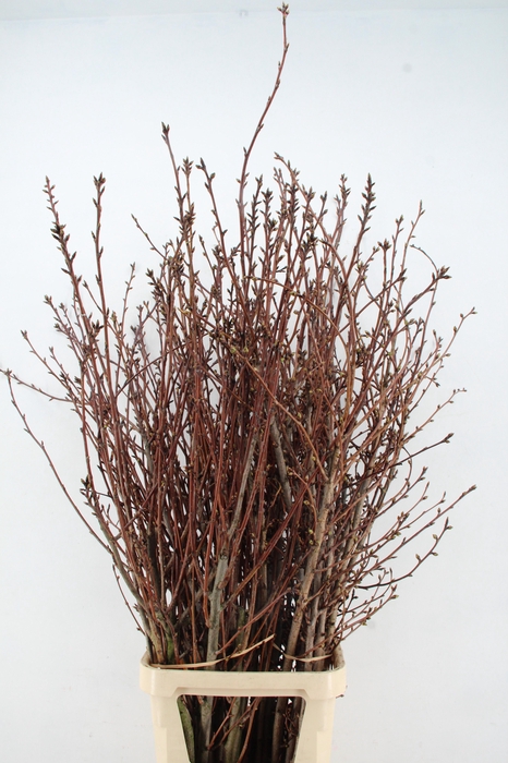 <h4>PRUNUS SERRULATA KANZAN PER STEM 150CM</h4>